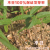 批发灌木种子- 特耐瘠 木豆100%保证发芽率