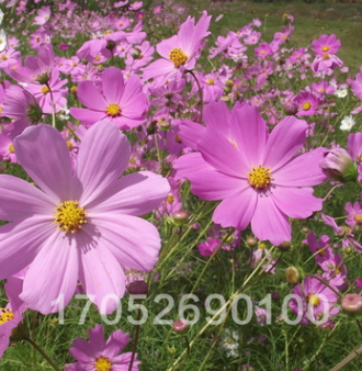 格桑花种子 四季播易种 阳台花草花卉种子 高原格桑花种子