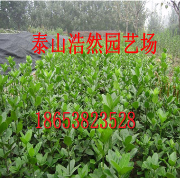 冬红北海道黄杨批发 北海道黄杨 北海道黄杨基地