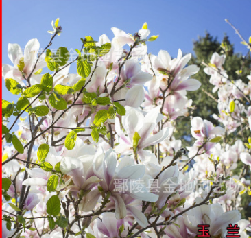 基地直销白玉兰树，白玉兰树，花叶丰润，花色优美，优质树形
