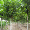 大量供应绿化工程苗木法桐 法桐树