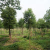 天香苗木种植厂供应大量香樟树