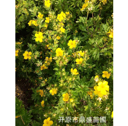 山梅花.山梅花小苗.山梅花工程苗大量出售