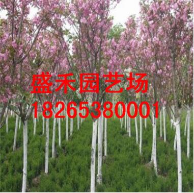 供应3公分樱花树苗 规格价格