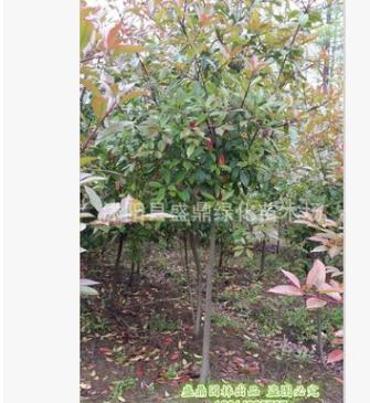 高杆石楠树 供应2-8公分独杆石楠树工程苗红叶 树型优美