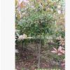 高杆石楠树 供应2-8公分独杆石楠树工程苗红叶 树型优美