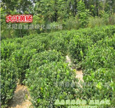 苗圃直销 大叶黄杨球 40公分-1.5米-冬青球 四季常青点缀用