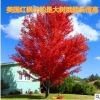 庭院树苗 正宗日本红枫树苗三季红嫁接苗 美国红枫苗
