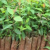 广九桉树直销 广9绿化苗 速生桉苗