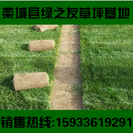 锦州草坪真四季青冷季型早熟禾草皮活小区别墅景区护坡绿化带草坪