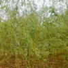 金丝柳苗 绿化苗木