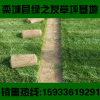 锦州草坪真四季青冷季型早熟禾草皮活小区别墅景区护坡绿化带草坪