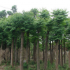 工程绿化苗木 栾树苗批发 胸径1-10公分 量大优惠 自产自销