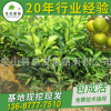 产地批发 正宗德庆皇帝柑橘苗 柑桔苗水果树苗 黄帝柑苗 成活率高