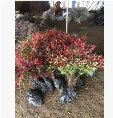 批发红天竹南天竹 南天竹苗 红天竹苗南天竺盆栽小苗