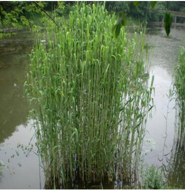大量批发水生植物芦苇根茎芦苇苗水生芦苇水体绿化河边绿化植物