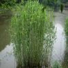 大量批发水生植物芦苇根茎芦苇苗水生芦苇水体绿化河边绿化植物