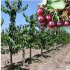 预售樱桃果树 烟台樱桃树新品 脱毒樱桃树 4年树批发