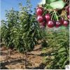 樱桃果树苗木 品种齐全产地批发 车厘子樱桃苗7年苗
