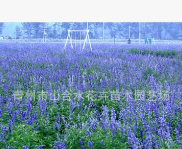 兰花 蓝花鼠尾草营养杯苗 种子等野花组合