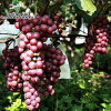 玫瑰香葡萄苗 各种果树苗 葡萄苗 果树苗供应商占地果树苗