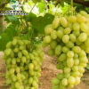果树苗批发 维多利亚青提 无核葡萄 各种葡萄苗木 青提葡萄苗