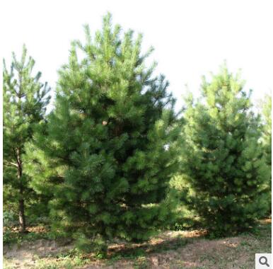 白皮松苗圃基地供应1米 2米白皮松树 规格齐全价格低廉