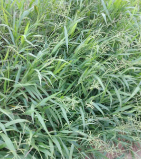 批发供应优质草坪种籽 护坡工程绿化宽叶雀稗种子园艺多季花境