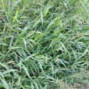 批发供应优质草坪种籽 护坡工程绿化宽叶雀稗种子园艺多季花境