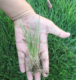 进口草坪种子四季青庭院别墅狗牙根黑麦草草籽耐寒护坡牧草不修剪