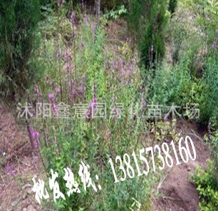 【鑫意园】专供千屈菜种子 千屈菜苗 千屈菜