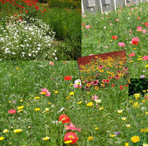 批发野花组合种子,草坪花,庭院别墅点缀专用,四季花开花落