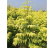 湖北金叶水杉批发价|湖南金叶水杉