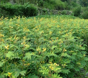 大量批发灌木种子黄花决明/黄花决明图2