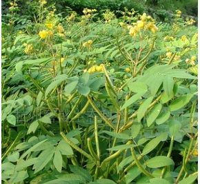 大量批发灌木种子黄花决明/黄花决明图3