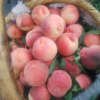 陕西水蜜桃 北京8号 黑沙桃子供应中45元包邮