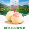 自产自销无锡阳山水蜜桃汁多肉嫩6-12个装纯绿色无公害有机产品