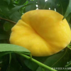 出售嫁接蟠桃树 油蟠桃树价格 现在种植成活率高