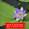 碗莲水生植物种子批发 睡莲种子价格 碗莲种子销售 包发芽
