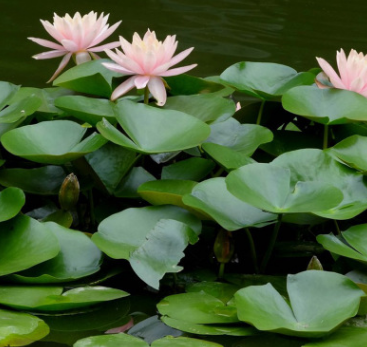 碗莲水生植物种子批发 睡莲种子价格 碗莲种子销售 包发芽图2