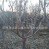 供应优质樱桃树苗、早美大果樱桃树苗 1---10公分矮化大樱桃树