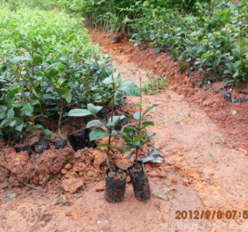 供应油茶苗 软枝油茶苗 白花茶苗 茶树苗批发 销量好