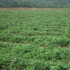 观赏草莓苗 鲜食红颜草莓苗 基地批发草莓苗 贵州草莓苗基地