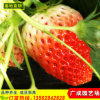 四季草莓苗泰安基地批发红颜草莓苗高产法兰地 章姬 全明星草莓苗