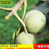 山东嫁接核桃苗抗病性强批发香玲核桃苗产量高品质好9818核桃苗