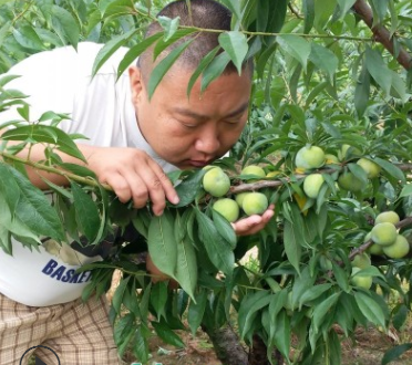 青脆李子树苗种植 收购青脆李子树苗 冬季适合栽青脆李子树苗吗