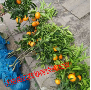 晚熟优质嫁接苗沃柑苗批发 水果种苗高成活晚熟沃柑苗批发杂交苗