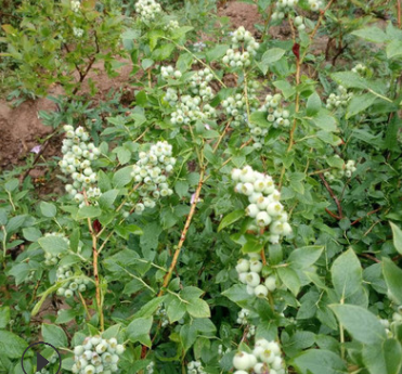 地栽7-10年蓝莓树组培苗栽上当年见效适合南北方种植蓝莓苗盛果期