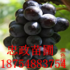 葡萄苗价格 早熟葡萄苗巨峰 红提 美人指夏黑基地 晚熟葡萄苗