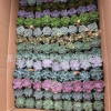 多肉植物 组合12种品种随机搭配花卉盆栽拼盘 一箱120棵